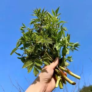 강원도 태백 백두대간 눈개승마 1kg 삼나물