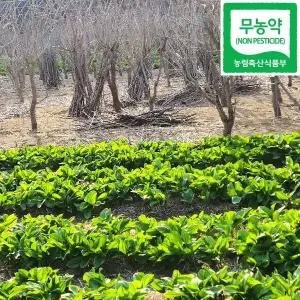 강릉 오대산 명이나물 산마늘 1kg 울릉종 생명이나물 산지발송