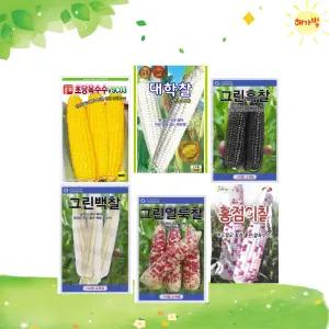 씨앗모음 옥수수 초당 대학 흑찰 백찰 얼룩찰 홍점이찰 텃밭채소 텃밭가꾸기 씨앗 씨 종자