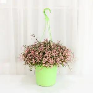 갑조네 핑크브리즈(행잉)(대품) 핑크트리안