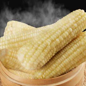 쫀득한 냉동 찐 백찰옥수수 특대 10개 20개