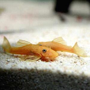 [신세계수족관] 청소물고기 안시 L-144 숏핀