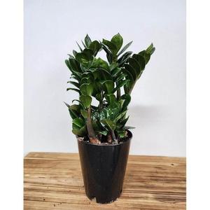 베하몰 실내 화초 보석 금전수 중품 약35cm