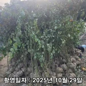 [나무생각]착한가격 나무생각 / 산딸기나무 / 3년생 / 1m(전후) / 결실주