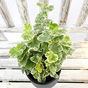 에덴플랜트 실버차미 아이비 지름 10Cm포트 희귀 덩쿨 수경재배 신품종
