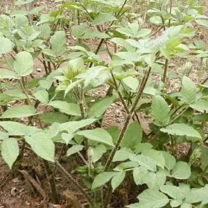 독활 (땅두릅) 종근 2~3촉  뿌리종근 열개묶음 TN1019