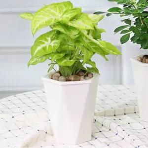 플로니엘 자동급수 화분(20x20cm) 자동급수 화분 식물 화분 인테리어 베란다