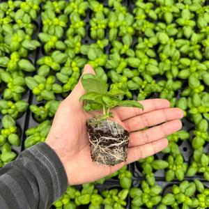 바질 모종 4개/ 티움육묘장 대량구매가능 다양한 쌈채소모종