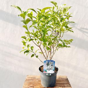 유럽 라일락 하얀색꽃 아그네스스미스 라일락꽃 수수꽃다리 나무 묘목 화분