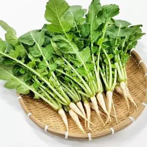 [사계절청년농부]산지직송 싱싱한 포천 열무 4kg