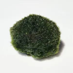 모스볼 (2cm내외) 1개