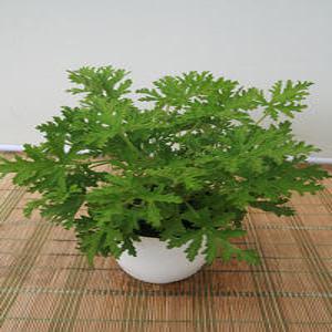 구몬초 모기퇴치식물 화분 공기정화식물 인테리어  분갈이 나무 집들이 꽃  화초 난 선인장 소나무길 54