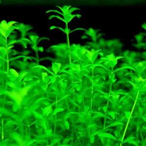 그로잇 전경 중경 수생식물 물고기 은신처 어항 수초 10줄기