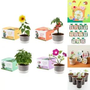 자동물공급 삼투압화분 세트/키우기/만들기/1인용/어린이집/유치원/학교/재배/키트/식물/교실