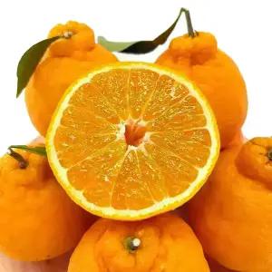 제주 노지 감귤 황금향 천혜향 한라봉 레드향 / 한라봉 중소과 5kg