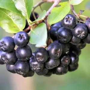 아로니아묘목1년생 _블랙초크베리/초크베리묘목/아로니아묘목 (YE)