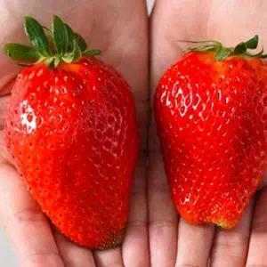 딸기모종 왕딸기 킹스베리 :9cm분/세개셋트  Q1752