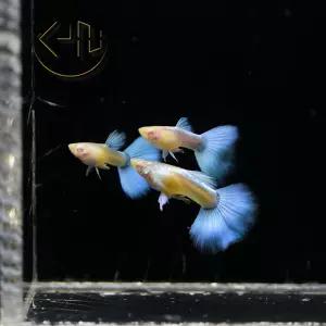 블루 토파즈 구피 (열대어, 관상어)