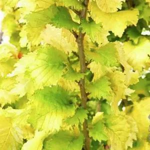 느릅나무 황금직립느릅 직립느릅 C2포트 네덜란드 웨르데이 조경수 정원수