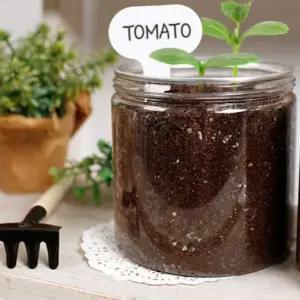 관찰학습 식물재배키트 방울토마토 딸기등 11종 방과후활동 유치원 체험학습용