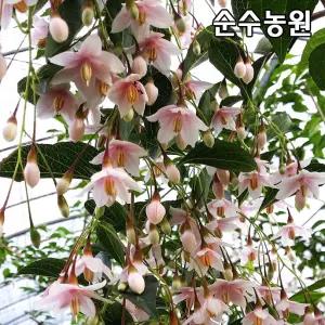 분홍수양때죽나무 묘목 접목(저접) 3ℓ화분 1개/조경수/관상수