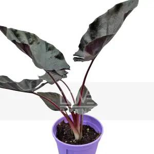 알로카시아 인페르날리스 블랙매직 알로카시아 관엽 실내원예 검은벨벳