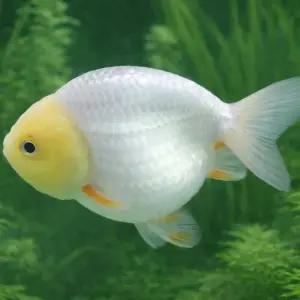 에그헤드 화이트 난주 1마리