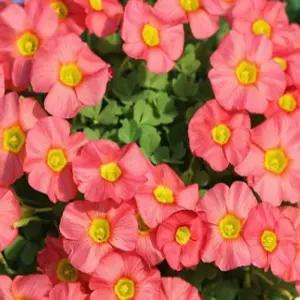 사랑초 옵투사 세레스살몬  모종 10cm분 두개묶음  AD028