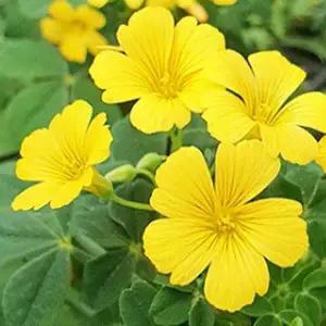 옥살리스 사랑초 -산미구엘리 구근식물 모종- 10cm포트 두개묶음   AD109