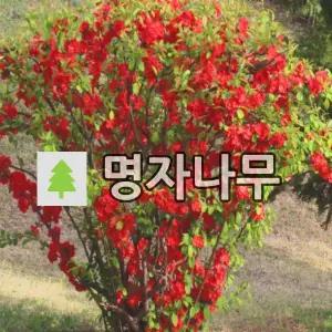 명자나무 묘목 산당화 키80cm 6주
