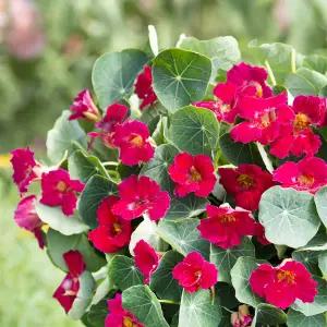 어린모종 한련화 베이비 로즈 8cm분