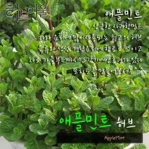 [허브여울] 애플민트 (모히토 모종 노지월동) 지름 10cm 소품 15cm 중품화분 (좋은흙만 사용)