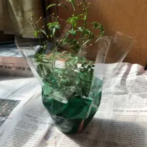 늘어지는자스민 학자스민 키우기쉬운 반려식물 늘어지는 음지 화분 플랜테리어(2개)