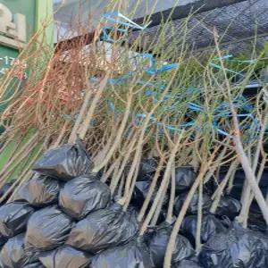 (경기농원)왕매실나무 묘목 3년생 4년생 결실주 홍매실 청매실