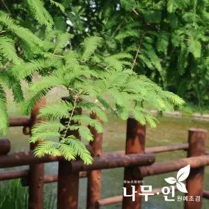 [나무인] 낙우송 묘목 3개