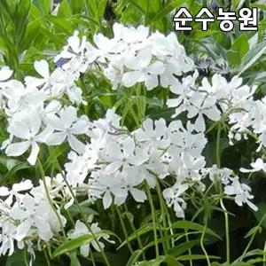 프록스 모종, 차가프록스(화이트퍼퓸) 10cm포트 5개/후록스/플록스/풀협죽도