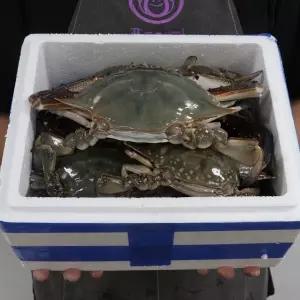 서해안 암수 활 꽃게 숫 암꽃게 1kg 2kg