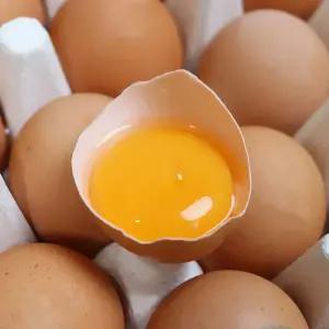 [과일꾼] 난각번호 1번 무항생제 유정란 자연방사 계란 / 20구