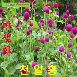 천일홍 진보라퍼플씨앗 20립 꽃씨 희귀씨앗 야생화씨앗