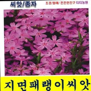 꽃잔디 지면패랭이씨앗 꽃씨 파종 꽃잔디과/지면패랭이씨앗 (300알)/연중파종