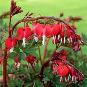 금낭화 발렌타인 5치 포트묘 흰꽃 야생화 다년생 노지월동 숙근초