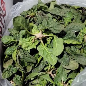 국내산 노지시금치 2kg 4kg 1박스