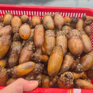 통통 미더덕 500g