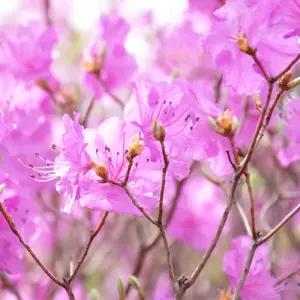 진달래나무 묘목 H20~30cm 포트3개