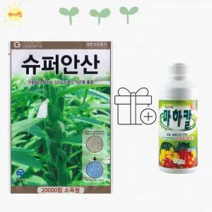 슈퍼안산 참깨 20000립 대용량 참깨 씨 씨앗