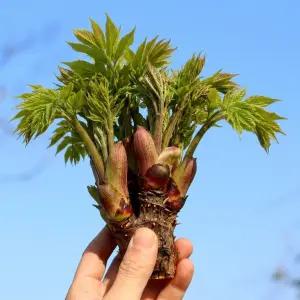 신선 제철 봄 산나물 국내산 참두릅 500g, 1kg
