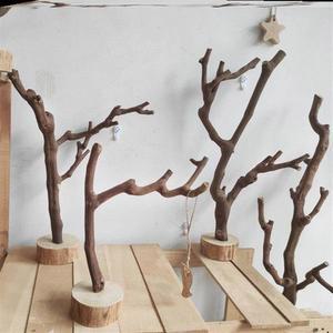 붙이류 키우기 파충류 비어디드래곤 크레스티드 가지유목 레오파드게코 사슴벌레 포도나무