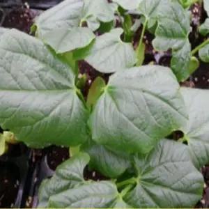 작두콩모종 10개 mw264