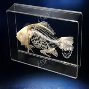 물고기 실제 뼈 모형 전시관 생물 모델 골격 3D 표본 교육 접합 해부학