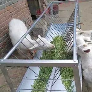 염소 먹이통 축사 대형 여물통 건초 송아지 돼지